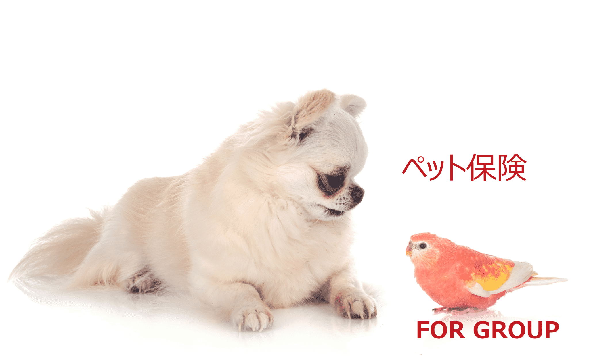 FOR GROUP | ペット保険 / 団体割引約10%割引